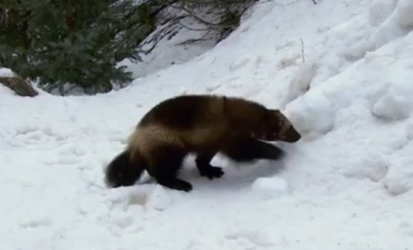 Tenhle Wolverine je jen o něco málo chlupatější než ten komiksový. Zdroj: Youtube