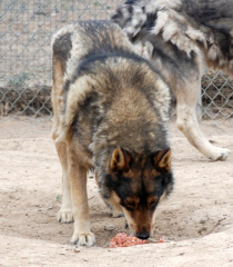 Vlci z Wild Spirit Wolf Sanctuary