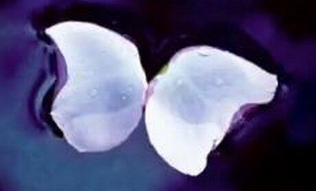 OBR: Křídla, přebal knihy