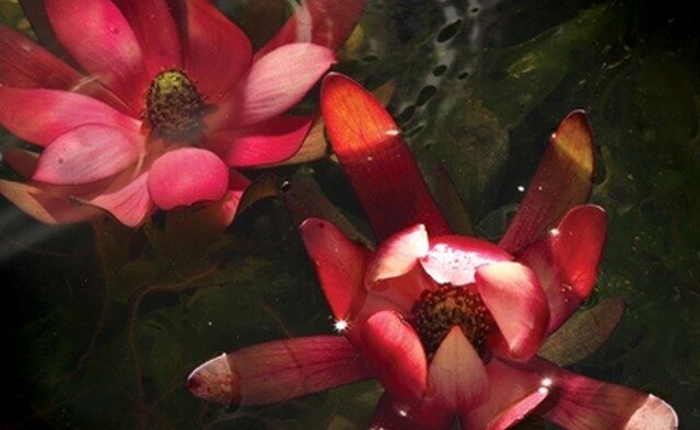 OBR: Kouzlení, druhý díl fantasy ságy Křídla