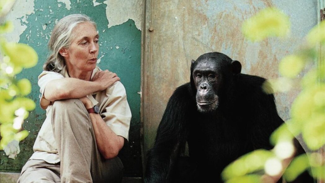 FOTO: Jane Goodall