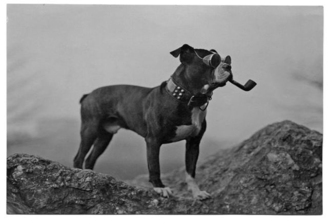 OBR: Doktor Dolittle