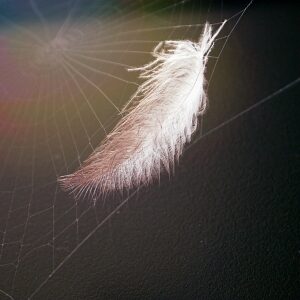 OBR: White feather